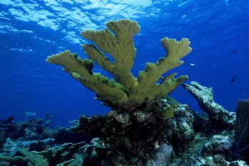 Elkhorn Coral in the Cayman Islands by Eric Bancroft 